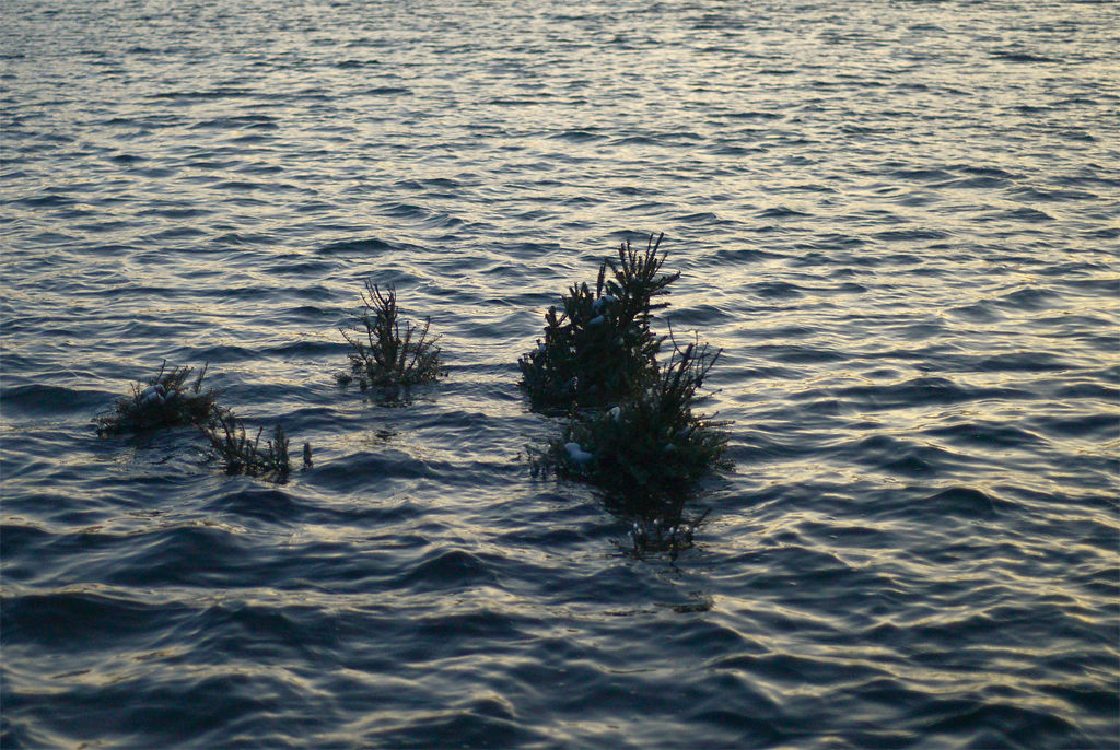 Pine trees breach the surface of the water